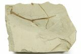 Detailed Fossil Feather and Leaves - Green River Formation, Utah #368732-3